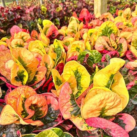 Кротон CANDY – THONG CHOMPHU NAT