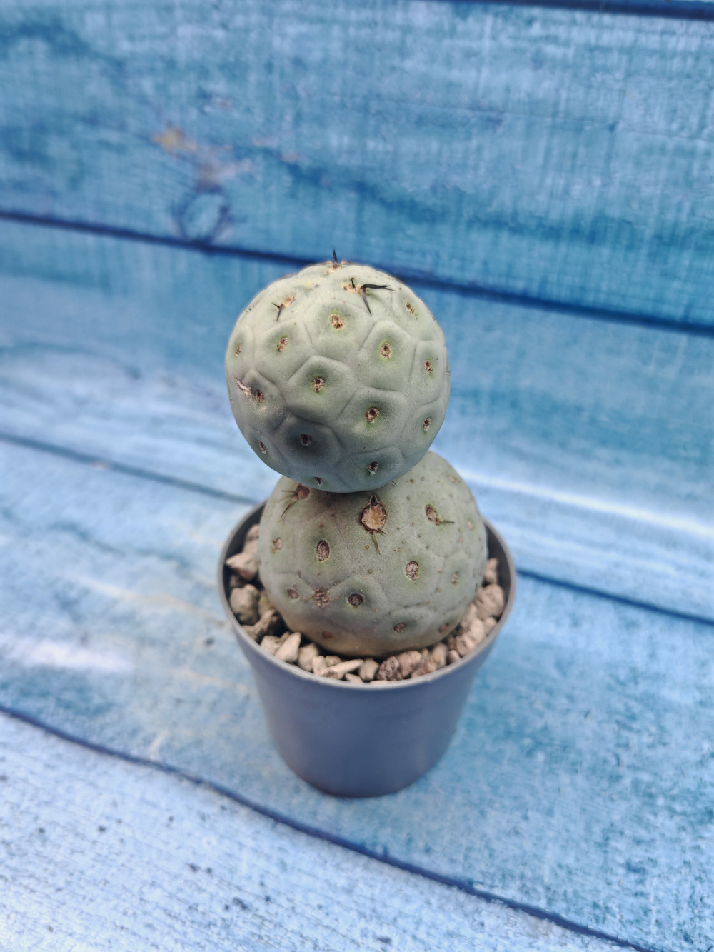Tephrocactus Geometricus (Тефрокактус)
