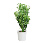 Эуфорбия 4-реберная