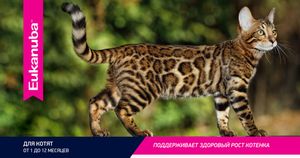 Корм для котят, Eukanuba Cat, с домашней птицей