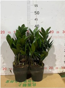 Замиокулькас Round Leaf д. 12