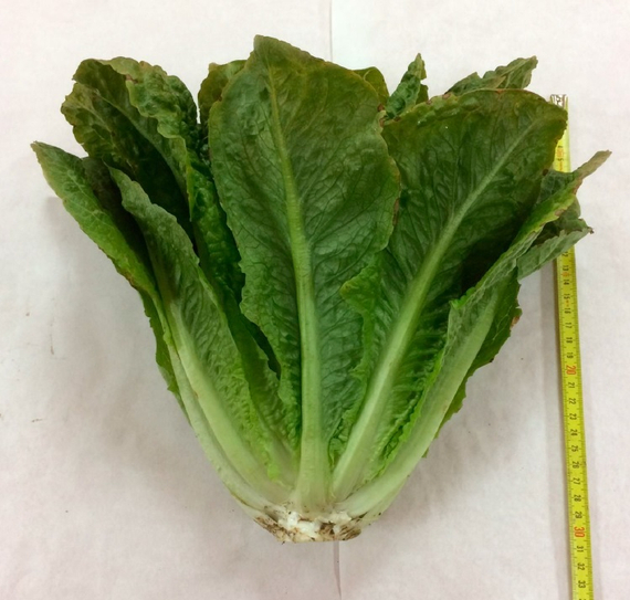 Скала семена салата ромэн (Nunhems / Нюнемс) – фото 4