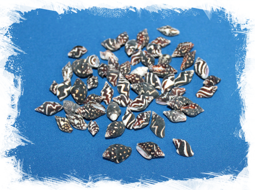 Ракушки Пурена океллата, 0,5-2см, 100гр, 180шт