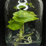 Алоказия Scalprum Aurea клон