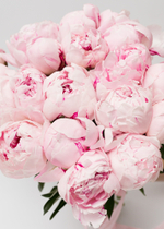 Пионы Сара Бернар