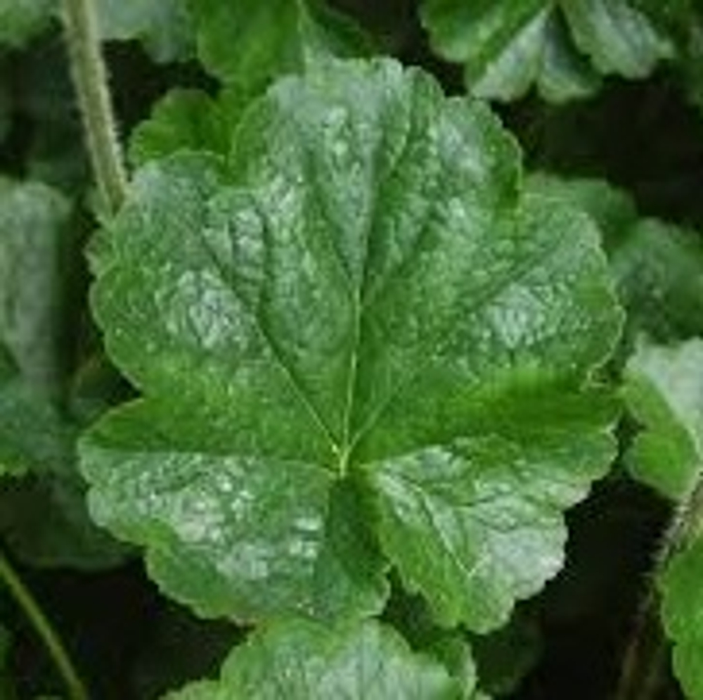 Гейхера цилиндрическая"Greenfinch". Heuchera cylindrica "Greenfinch".