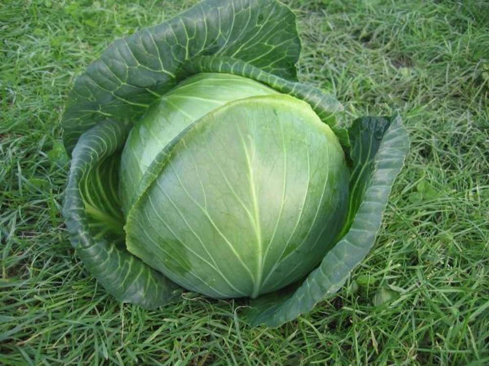 Капуста б/к Амазон F1 (100шт) Витагрин Профи