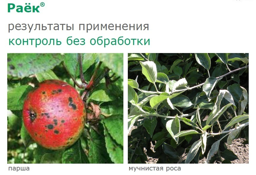 Фунгицид Раек, КЭ (250 г/л), 1 л