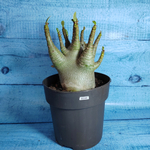 Adenium Baobab (Адениум)