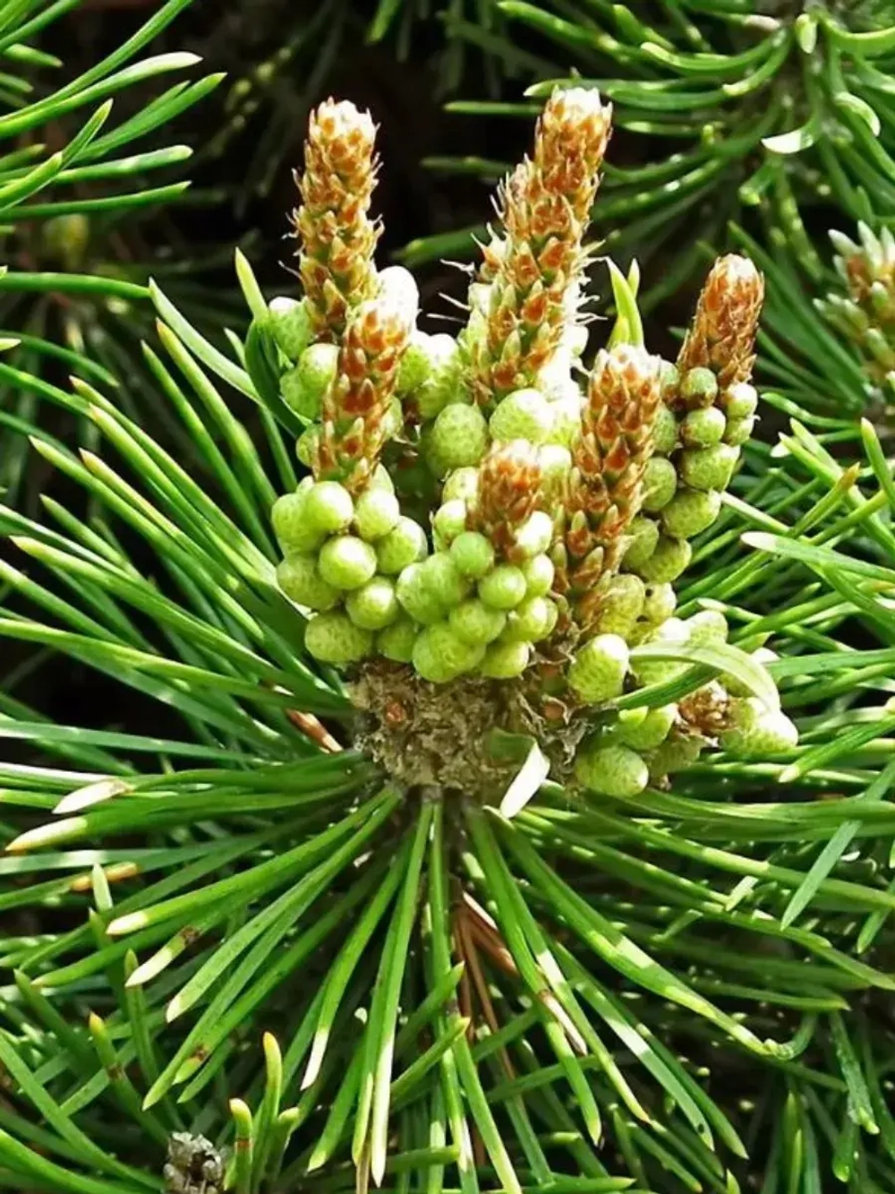 Семена Сосна горная носатая 1гр.