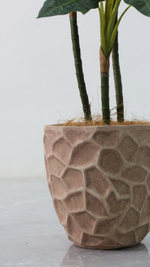 Алоказия 100 см.