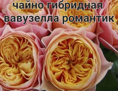 ВАВУЗЕЛЛА РОМАНТИК ЧАЙНО ГИБРИДНАЯ