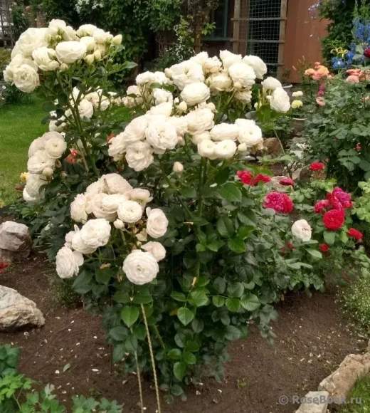 Роза Артемис на Штамбе 80-90 см Закупка М21 весна 2026