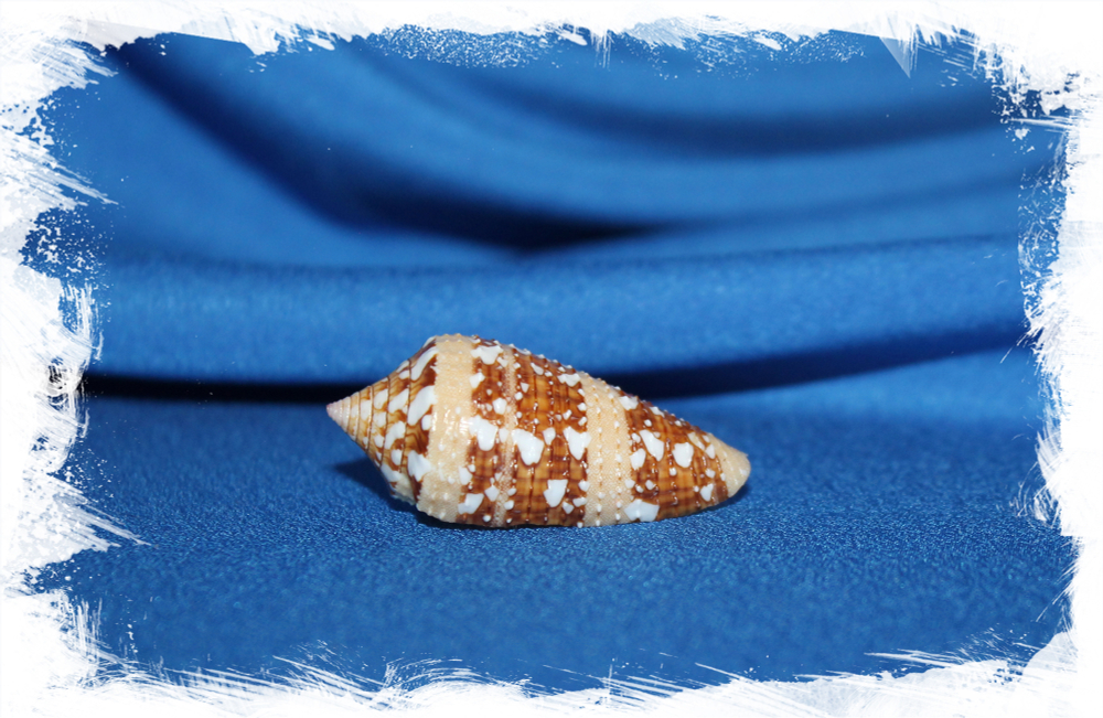 Conus ammiralis, Конус аммиралис