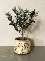 Олива в кашпо 15x15x50 см