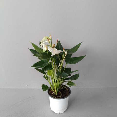 Антуриум Евро вайт