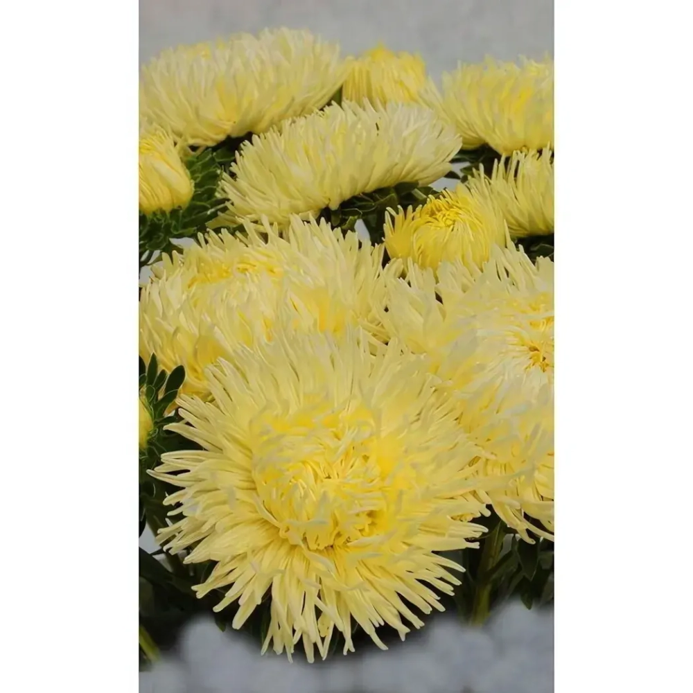 Семена Астра коготковая Золотая (УД) Е/П