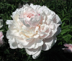 Пион Ник Шейлор 3-5 почек Закупка М81 октябрь 2026