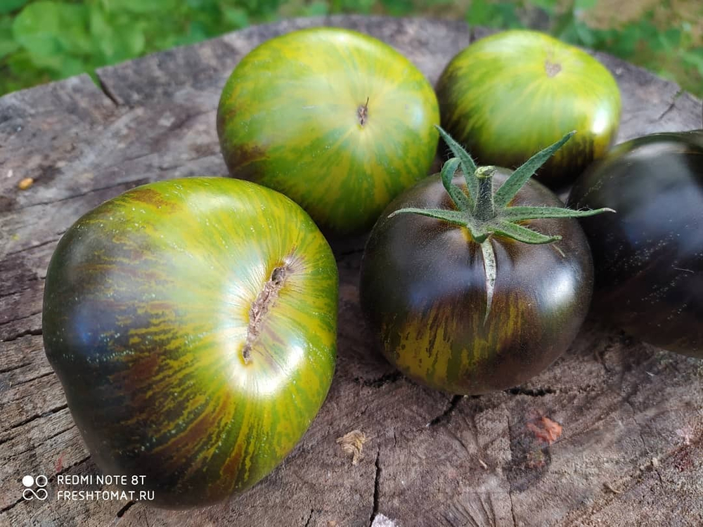 Зелёная богиня Ксанаду (Xanadu green Goddess) сорт томата