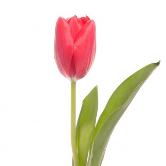 Тюльпан красный