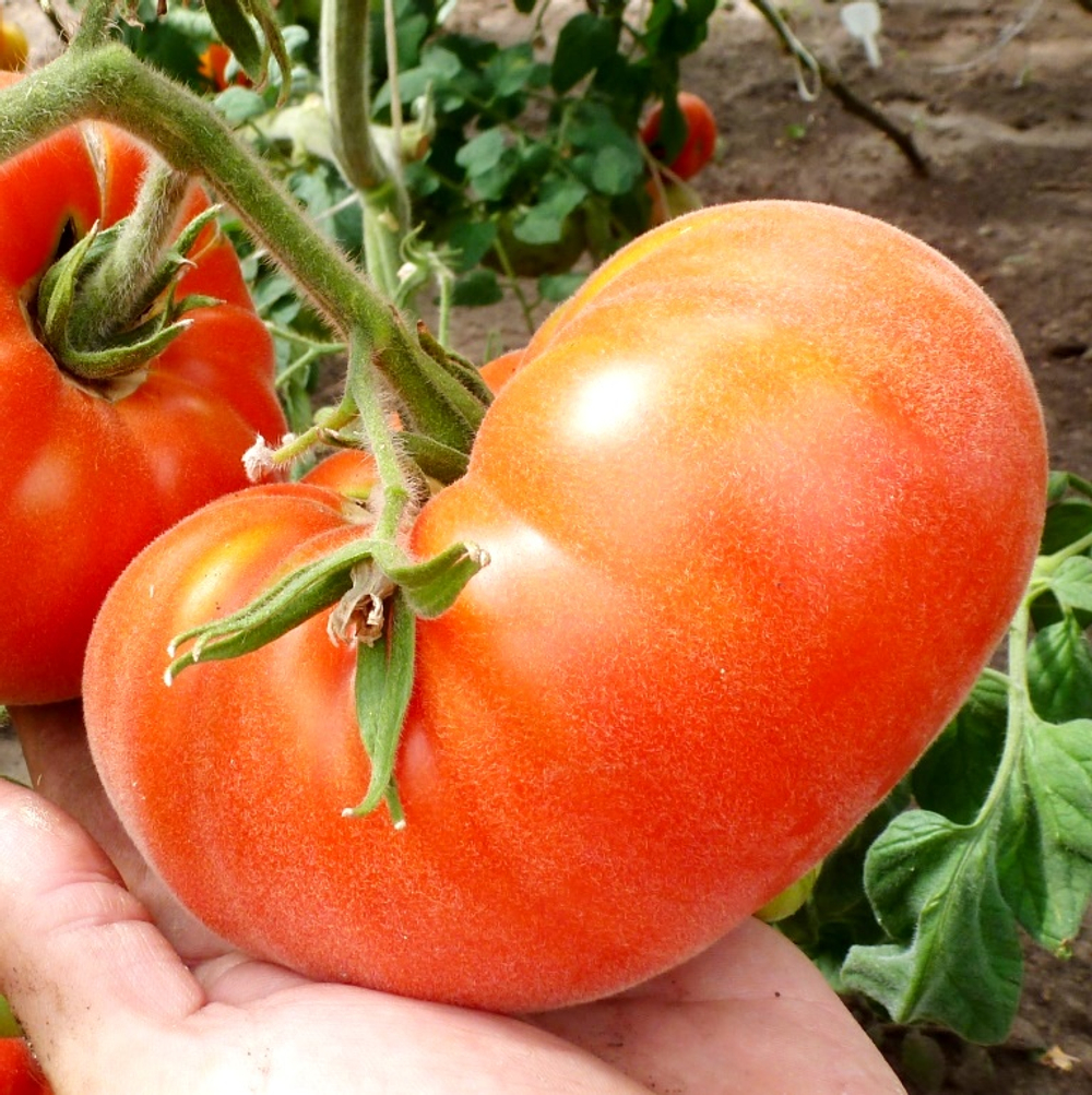 Помидоры Абрикос