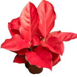 Аглаонема Ред Корал