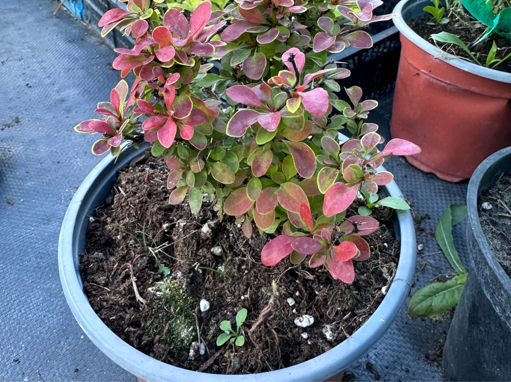 Барбарис Atropurpurea Nana Р12
