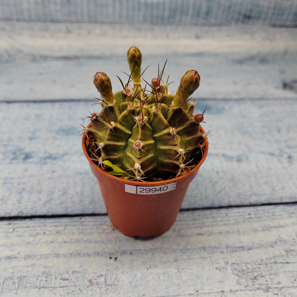 Gymnocalycium Friedrichii (Гимнокалициум)