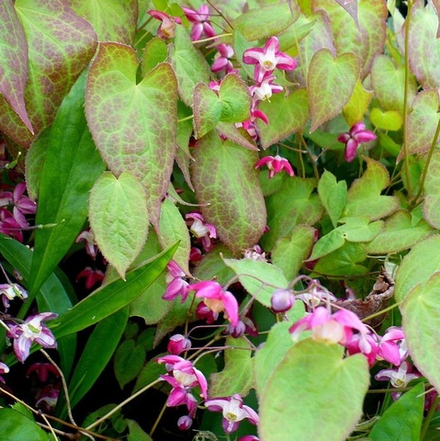 Горянка красная. Epimedium rubrum.