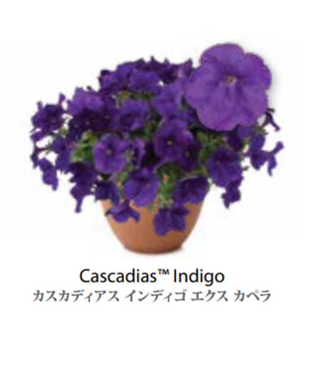 ЕВРО Petunia Cascadias Indigo укорененный черенок февраль 26 DAN