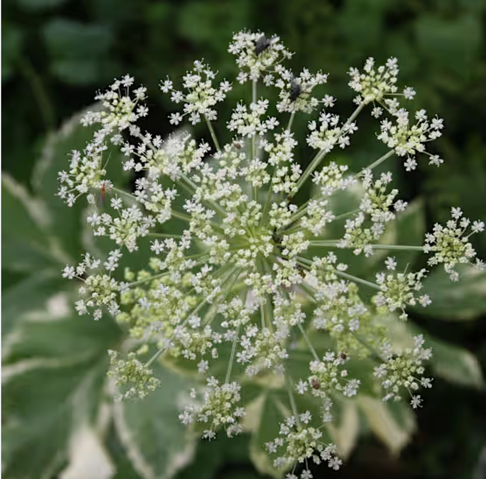 Сныть обыкновенная "Variegata". Aegopodium podagraria "Variegata".
