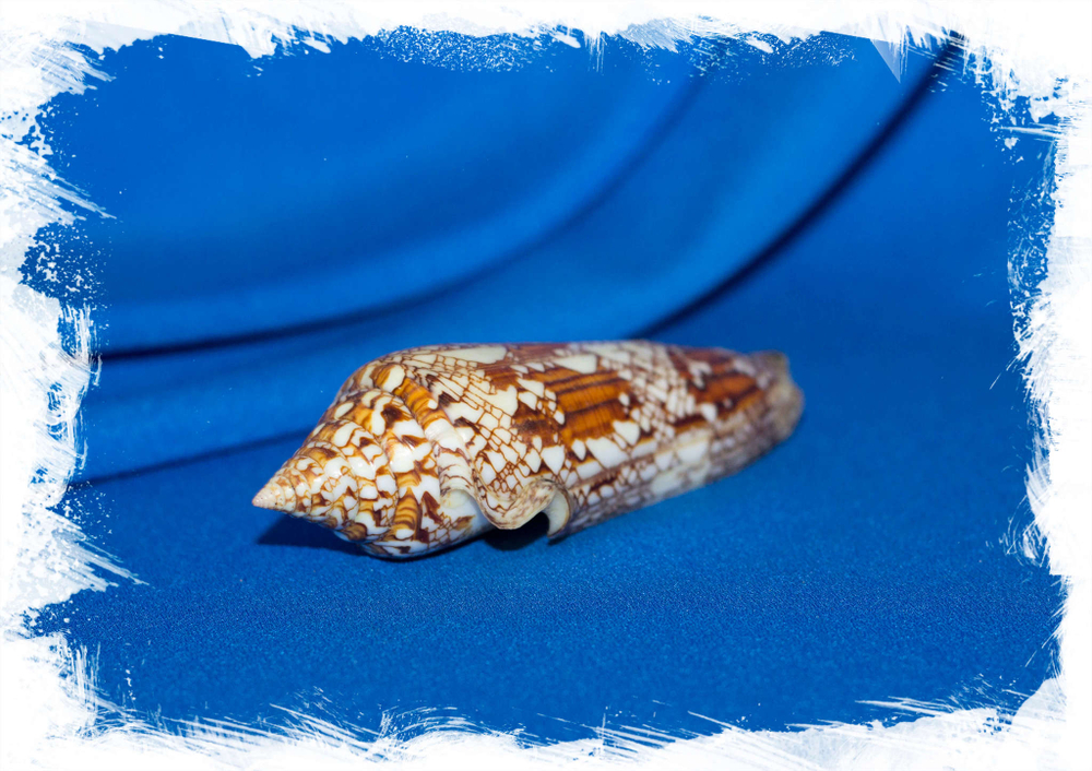 Cylinder bengalensis