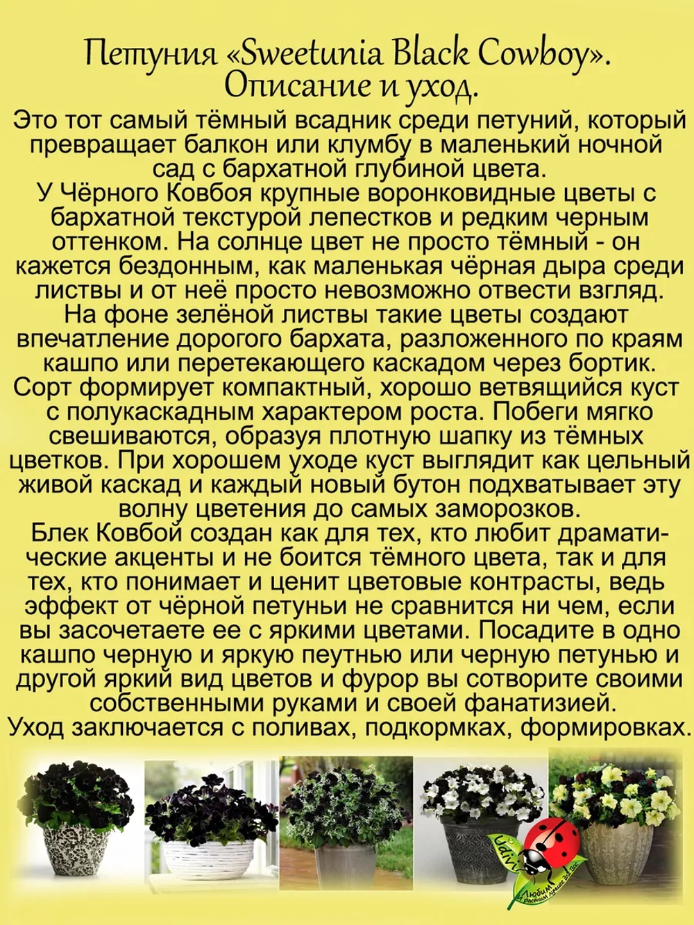 Петуния Чёрный Ковбой светуния Блэк Ковбой