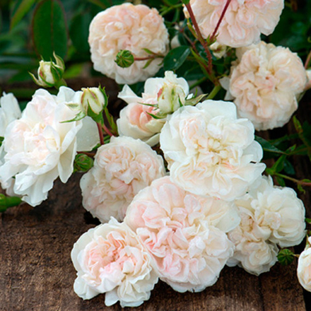 Роза почвопокровная Свани С6