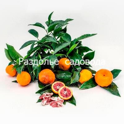 Клементин Амоа 8 