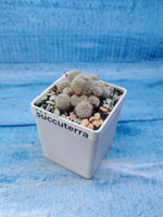 Rebutia Elyosa (Ребуция)