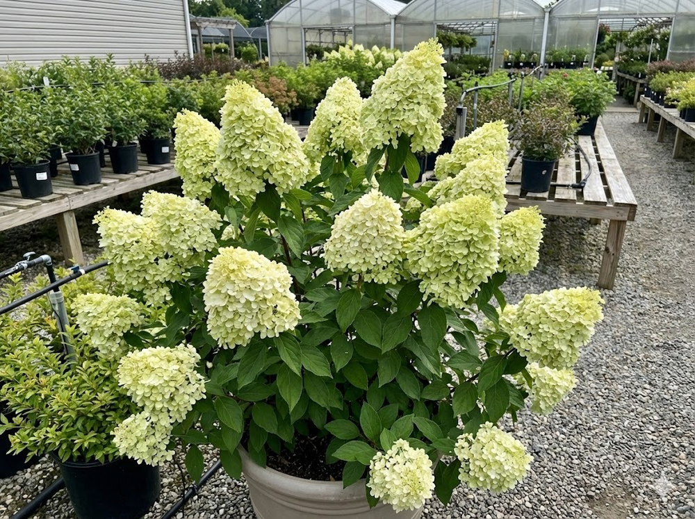 Гортензия метельчатая «Лаймлайт» (Limelight)