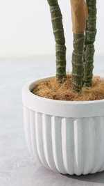 Филодендрон 160 см.