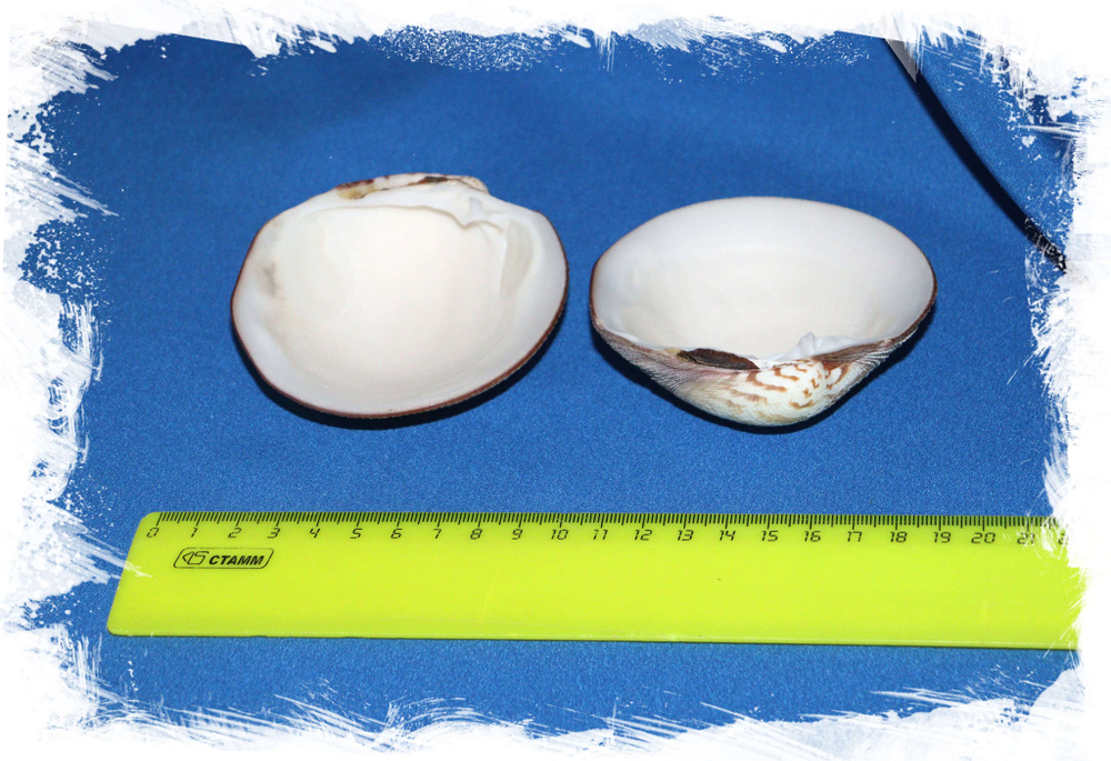 Двустворчатая ракушка Антигона Магнифика размер