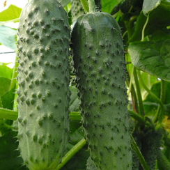 АМУР F1 семена огурца (Bejo | Alexagro)