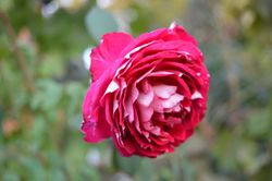 Бэль дэ Сегоза (Belle De Segosa)