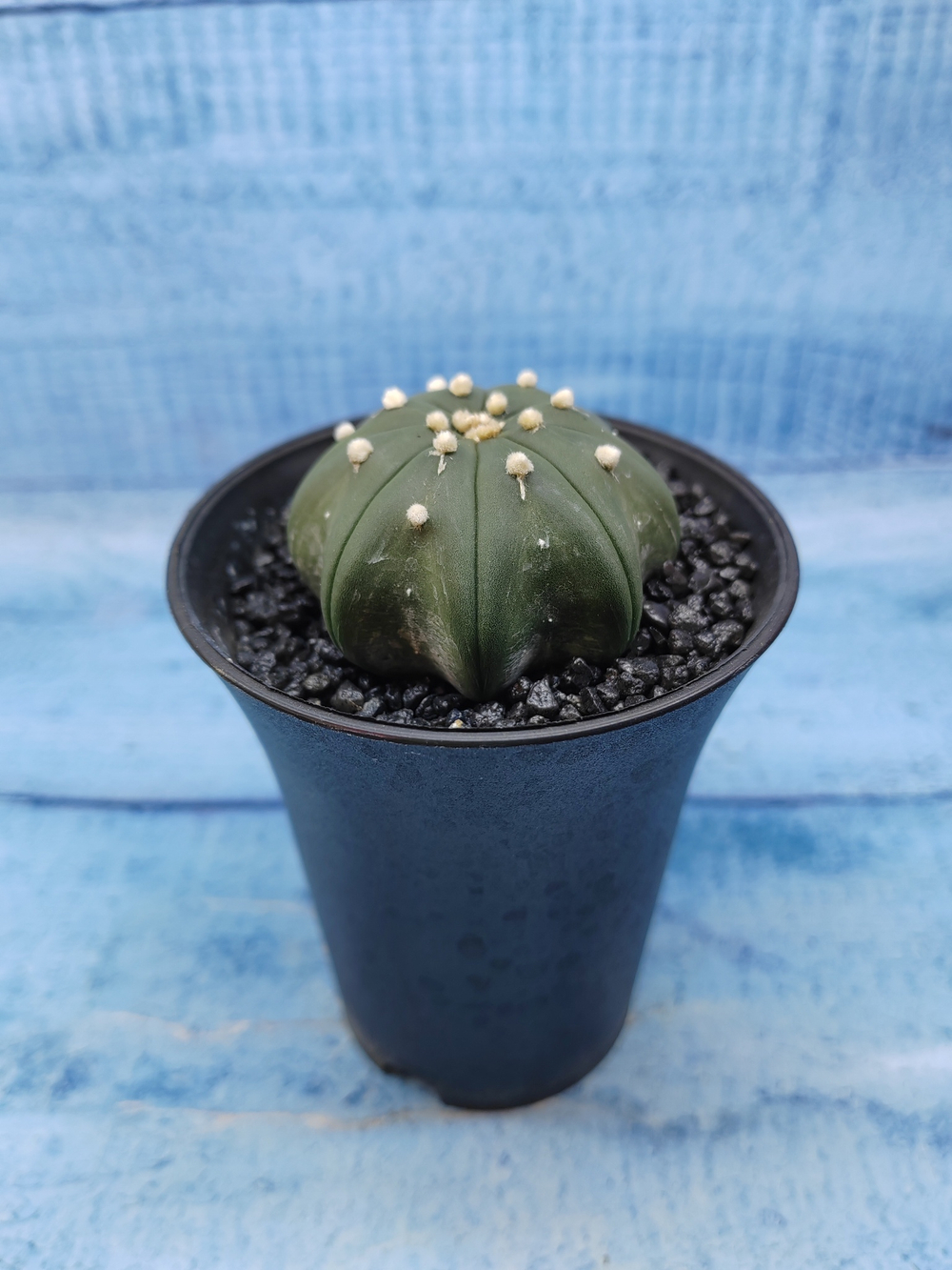 Astrophytum Asterias (Астрофитум)