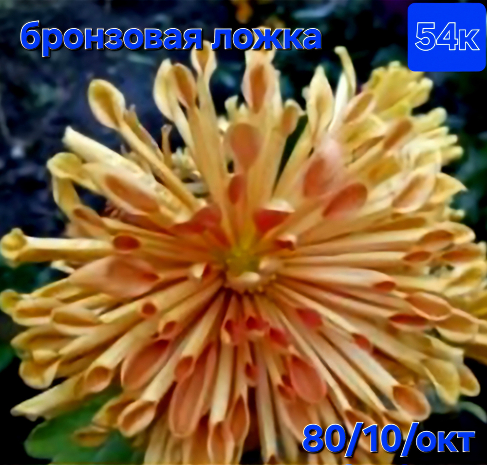 САЖЕНЦЫ ХРИЗАНТЕМЫ КОРЕЙСКАЯ БРОНЗОВАЯ ЛОЖКА №54