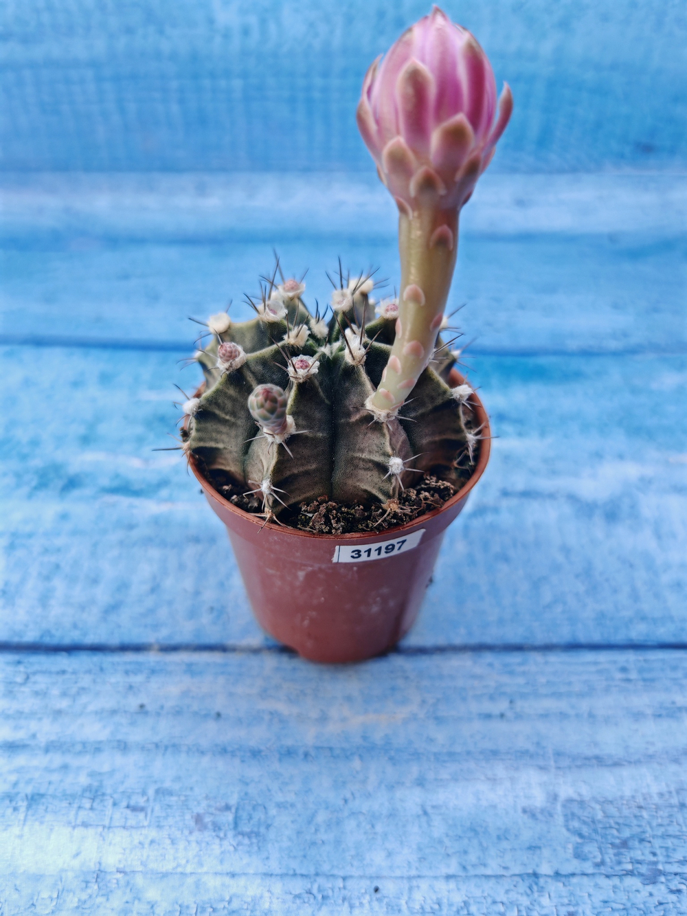 Gymnocalycium Friedrichii (Гимнокалициум)