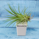 Tillandsia Ionantha (Тилландсия)