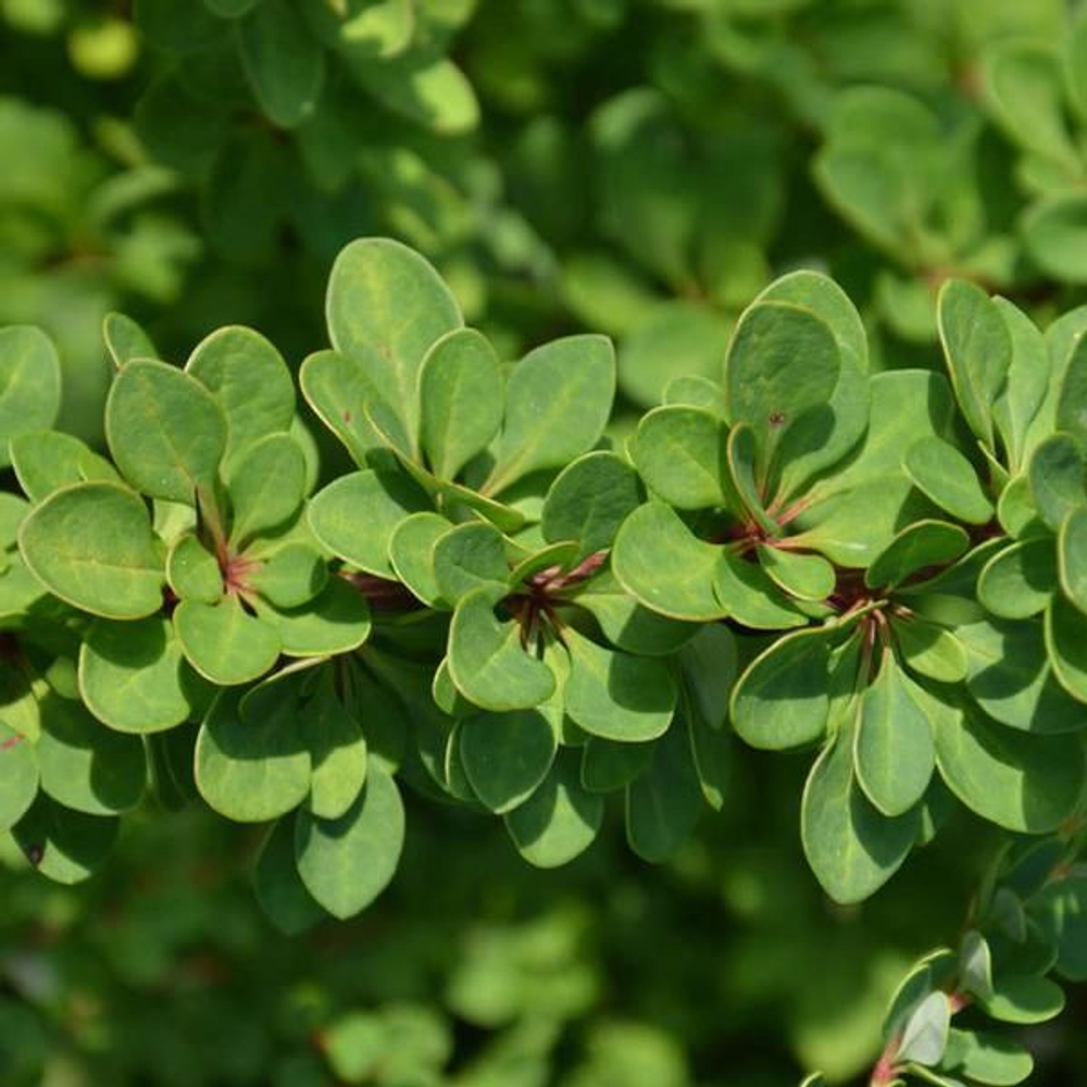 Барбарис обыкновенный С2 20-25