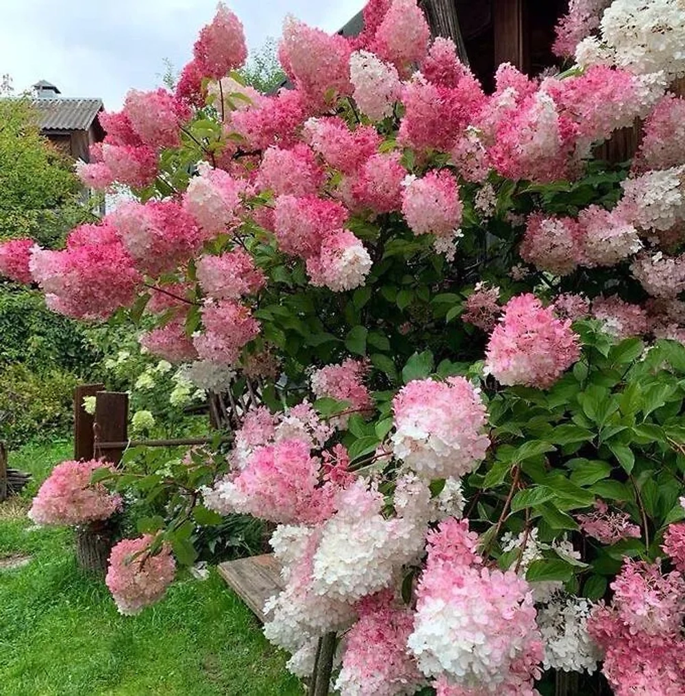 Гортензия метельчатая "ВАНИЛА ФРЕЙЗ"