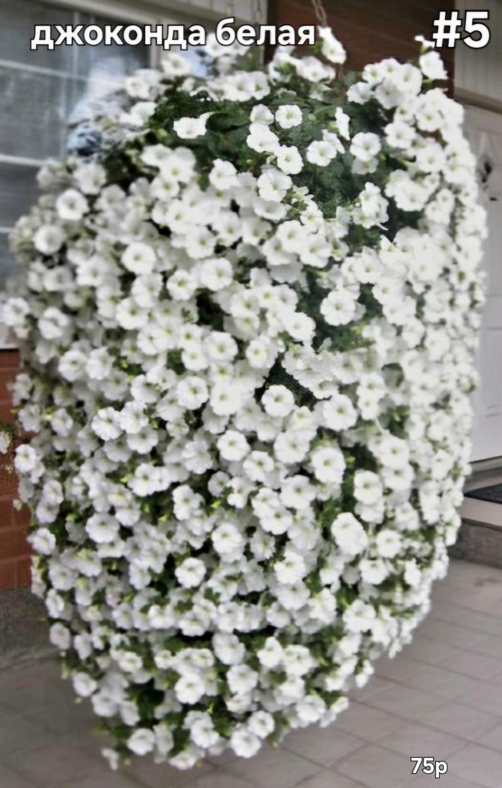 РАССАДА ПЕТУНИИ ДЖОКОНДА БЕЛАЯ №5