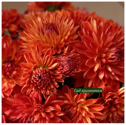Хризантема мультифлора Hedgehog м.6 /поставка весна 2026г/