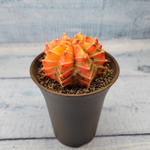 Gymnocalycium Variegata (Гимнокалициум Вариегатный)